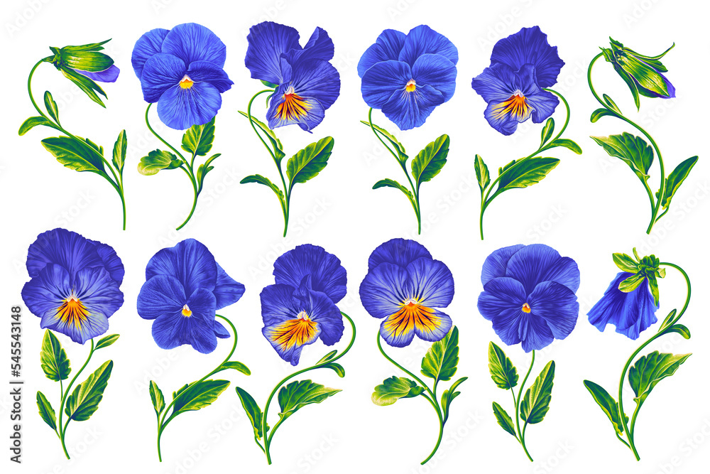 Realistic botanical set of Blue Pansies. Isolated on white background