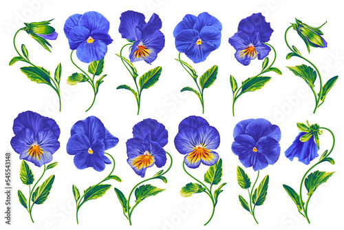 Fototapeta Naklejka Na Ścianę i Meble -  Realistic botanical  set of Blue Pansies. Isolated on white background ready to use in your design. Clip art for design of posts in social networks, advertising, postcards, clothing design