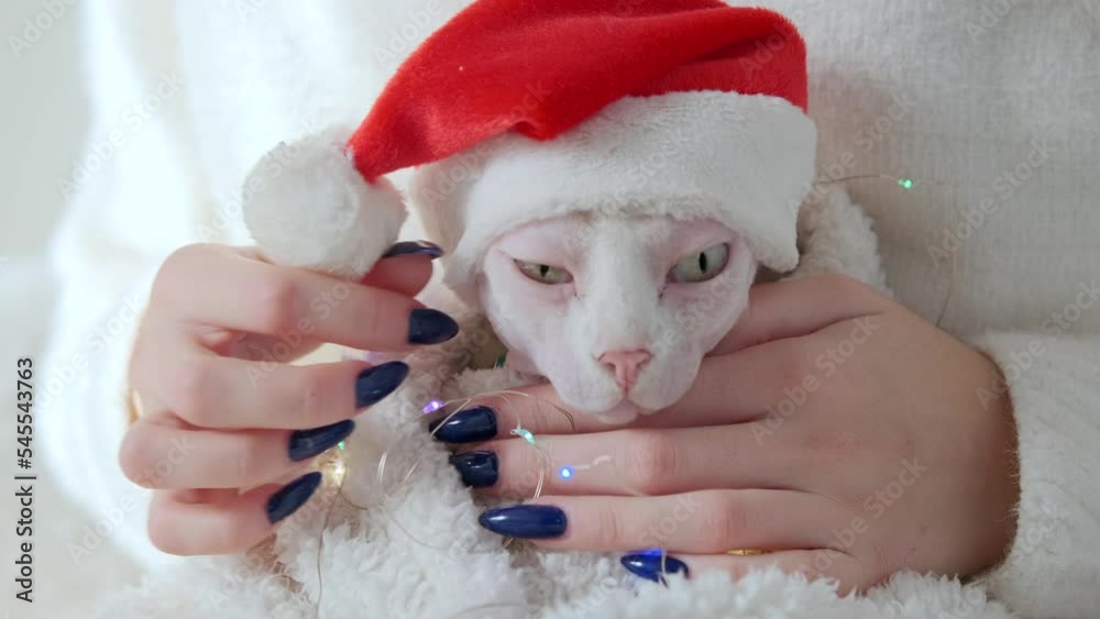 Girl stroking bald Sphinx Cat in Christmas Hat and garlands at home close-up. High quality 4k footage Girl stroking bald Sphinx Cat in Christmas Hat and garlands at home close-up. High quality 4k footage