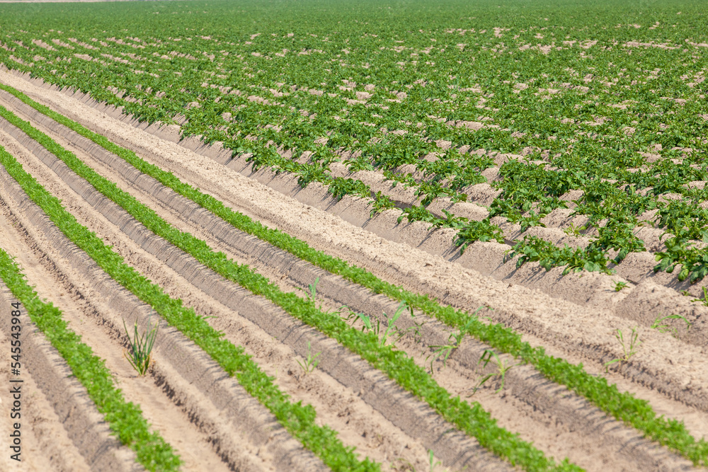 An agricultural field where a large number of carrots grow An agricultural field where a large number of carrots grow