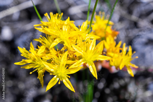 Photos Yellow stonecrop flower in bloom in mountains