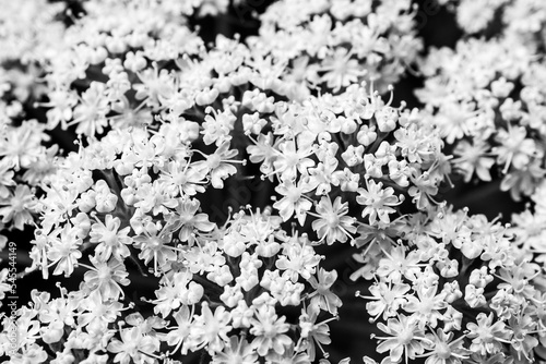 Wallpaper Mural Cow parsnip flowers closeup black and white Torontodigital.ca