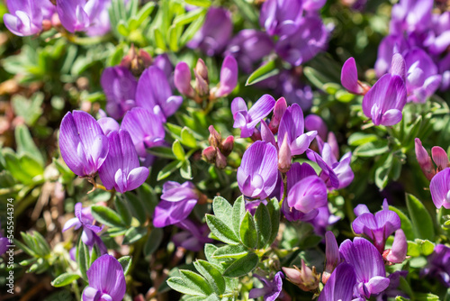 Purple flower (Bent-flower Milkvetch) closeup