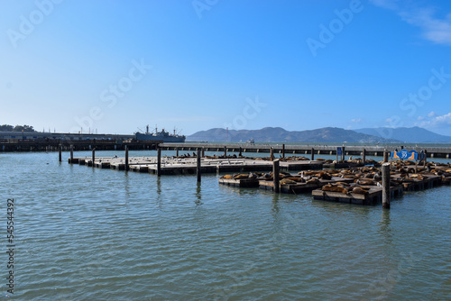 Sea Lions at Pier 39 in San Francisco, CA. © Claudio Vertemara