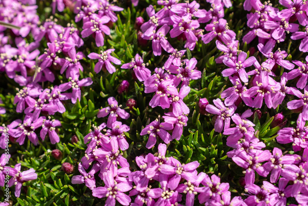 Pink wildflower, moss campion, growing in alpine closeup