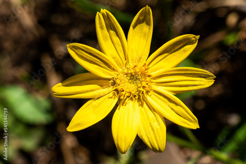 Yellow Arnica flower in bloom photo
