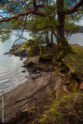 trees and ocean