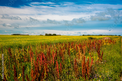 landscape with field and sky