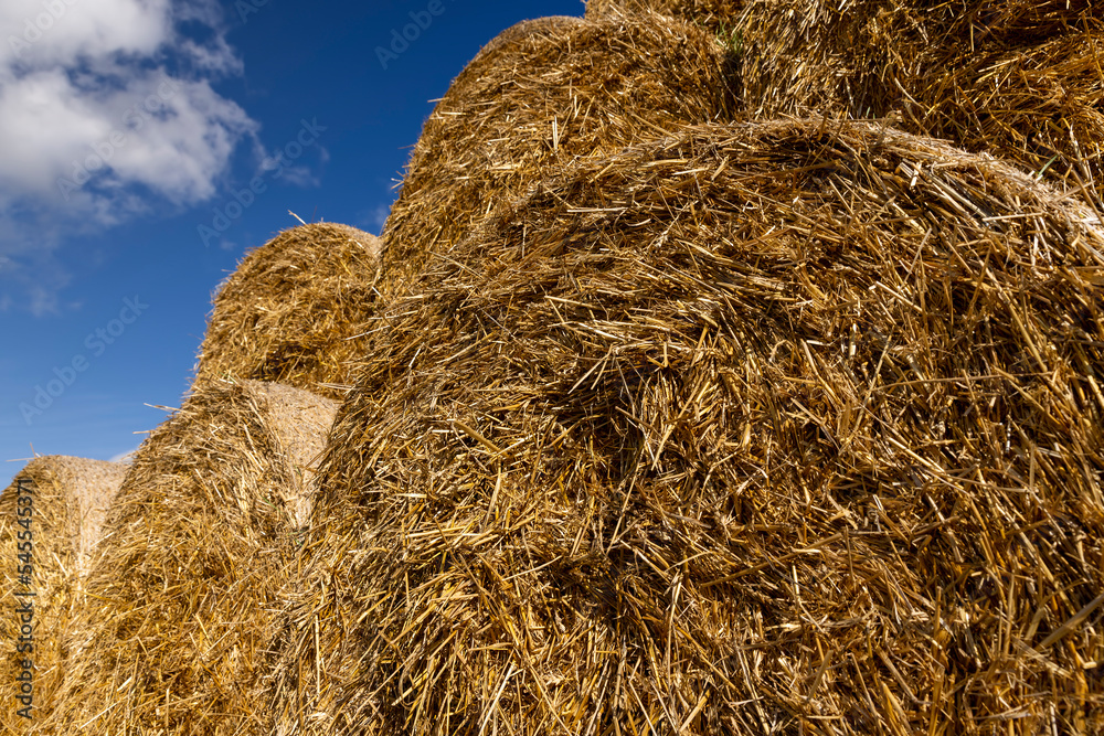 An agricultural field where wheat crops are harvested and straw stacks are stored An agricultural field where wheat crops are harvested and straw stacks are stored