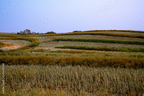 Swathed canola field
