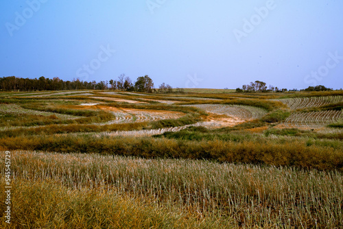 Swathed canola field