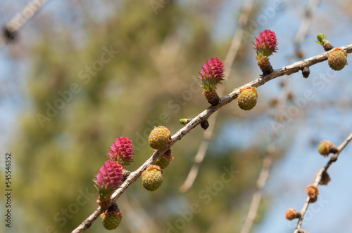 buds and flowers on a larch