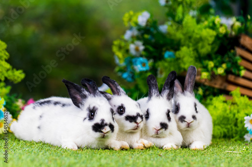 Adorable and cute new born rabbit. baby cute rabbit or new born adorable bunny.	 Easter Bunny.