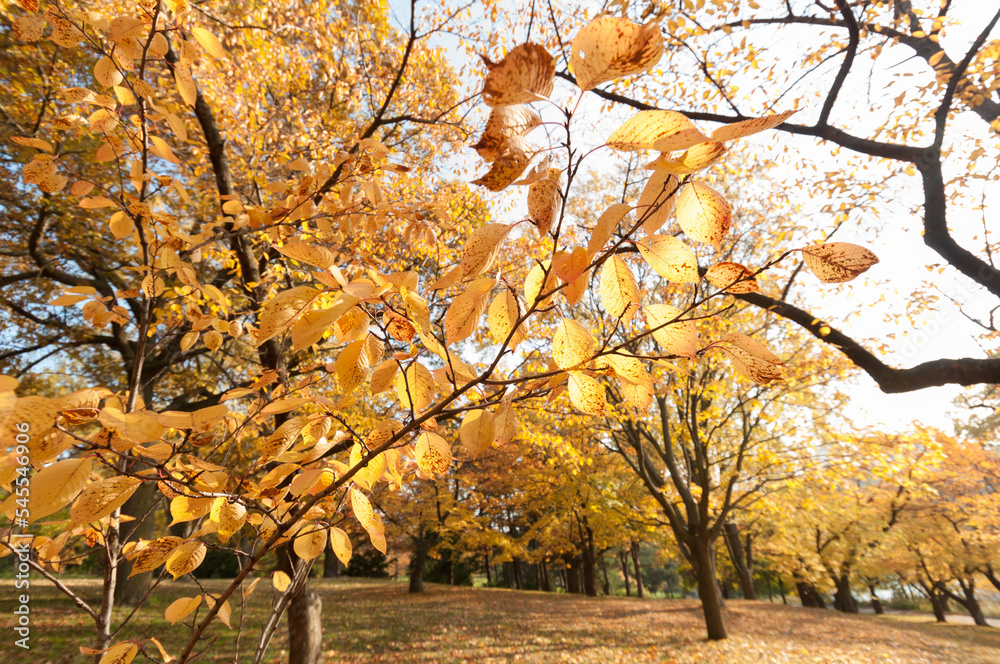 autumn leaves and branches (cherry) in the park