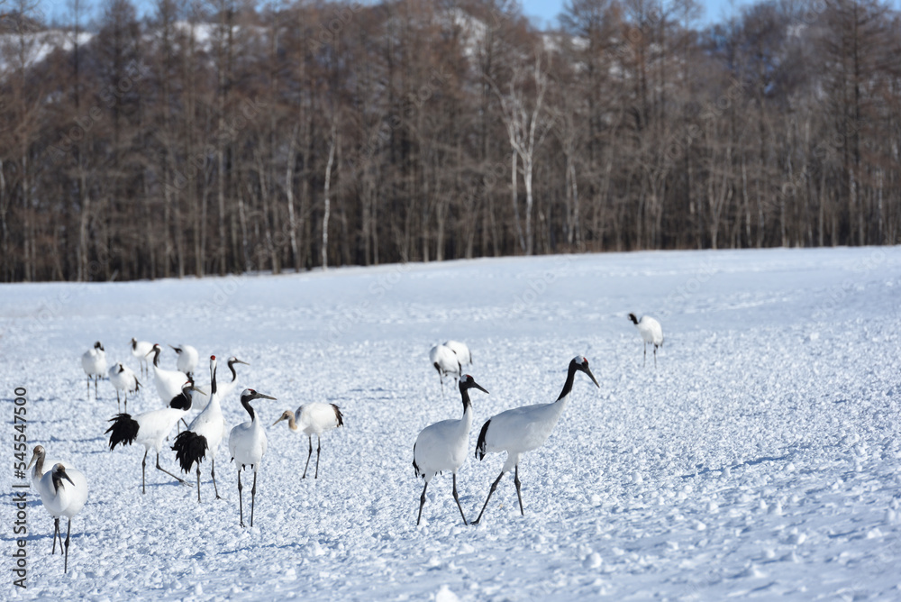 Obraz premium Bird watching, red-crowned crane, in winter