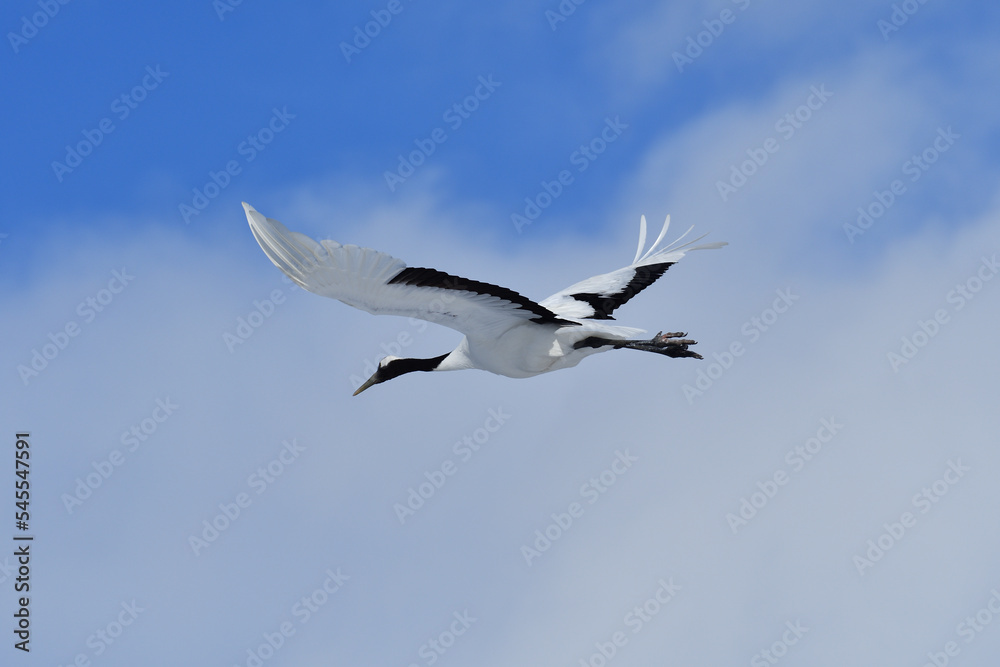 Bird watching, red-crowned crane, in
winter Bird watching, red-crowned crane, in
winter