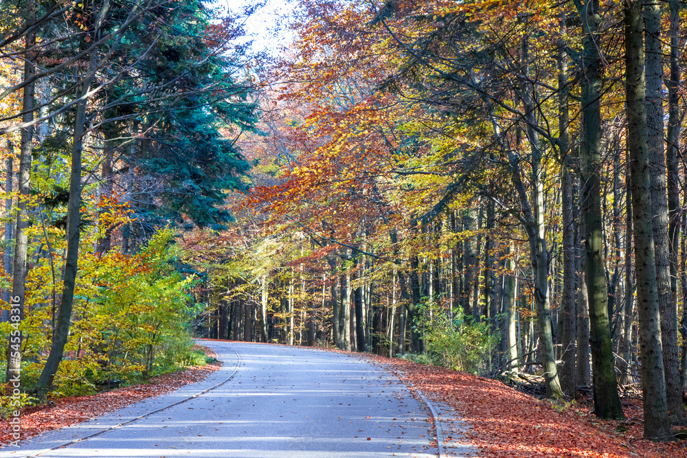 Szlak prowadzący na Łysą Górę (Święty Krzyż). Jesienny las. Puszcza jodłowa  - obrazy, fototapety, plakaty 