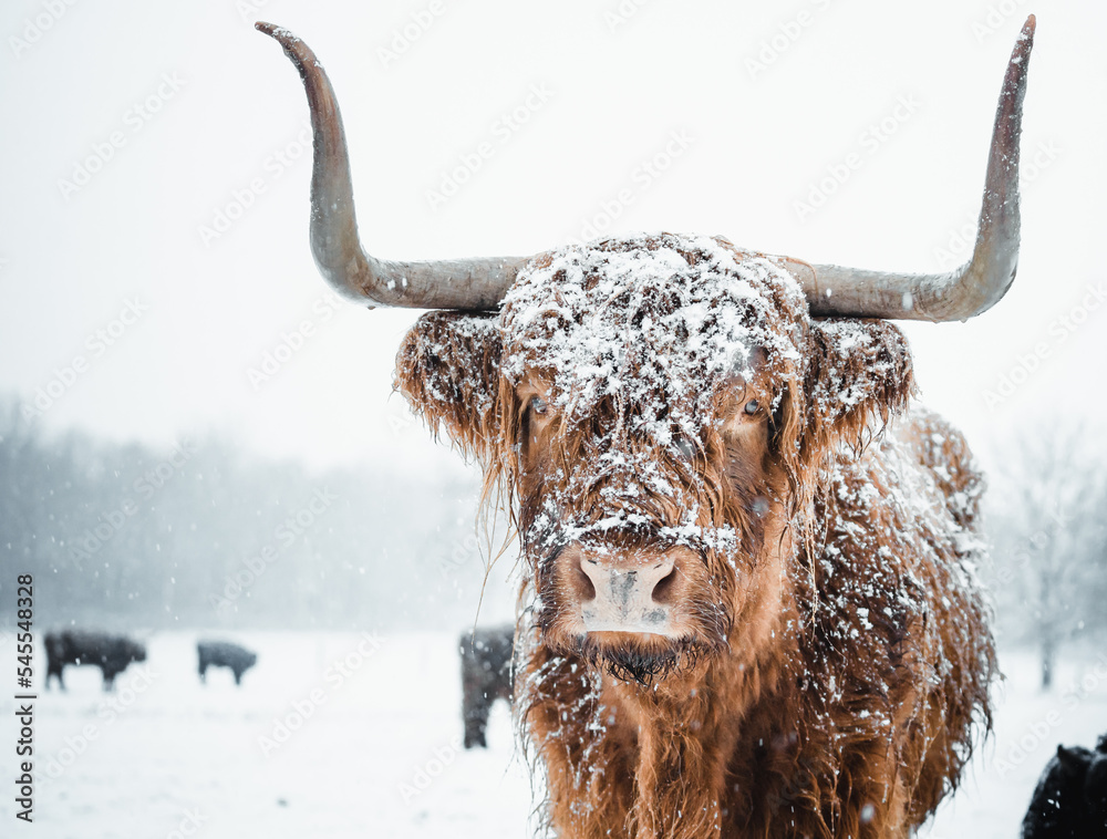 Scottish Highlander Cow Cattle covered with snow in nature 2022 - obrazy, fototapety, plakaty 