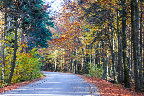 Szlak prowadzący na Łysą Górę (Święty Krzyż). Jesienny las. Puszcza jodłowa 