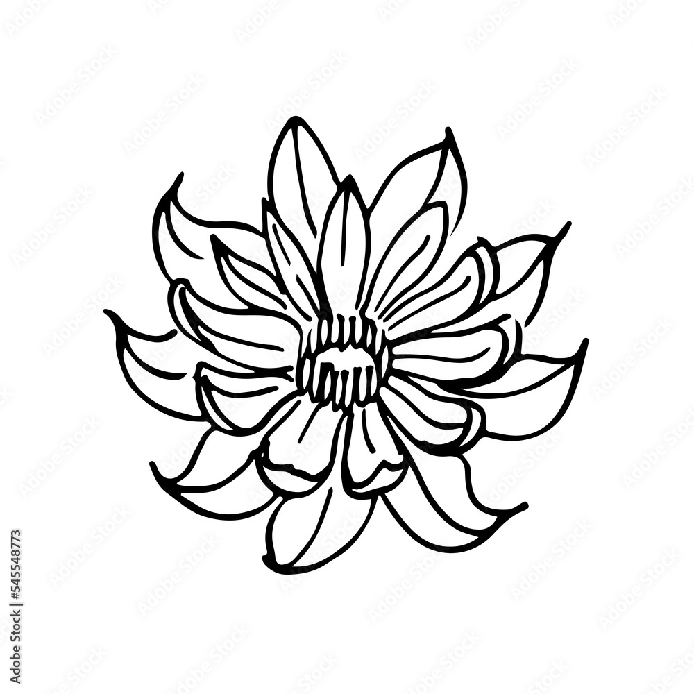 wild flowers, dooddle, nenuphar, lineart, vector, illustration, hand drawing