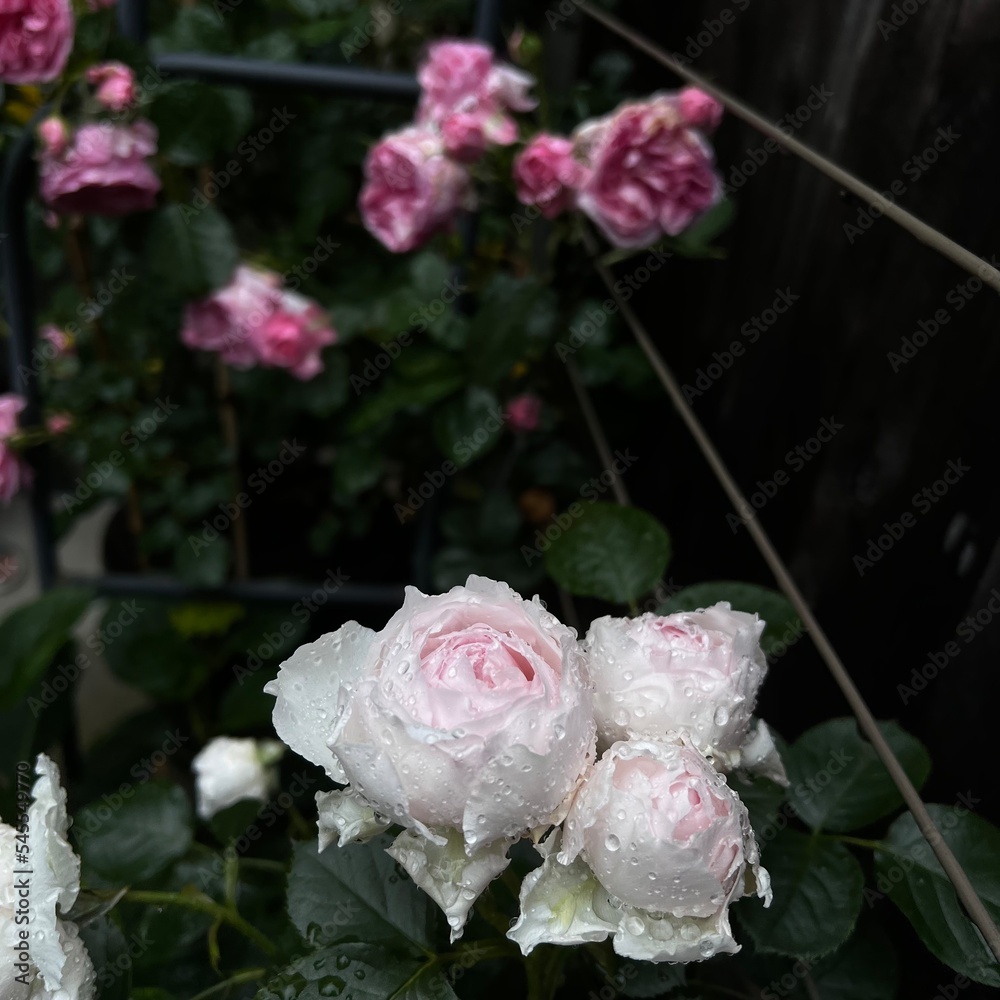 Fototapeta premium bouquet of pink roses