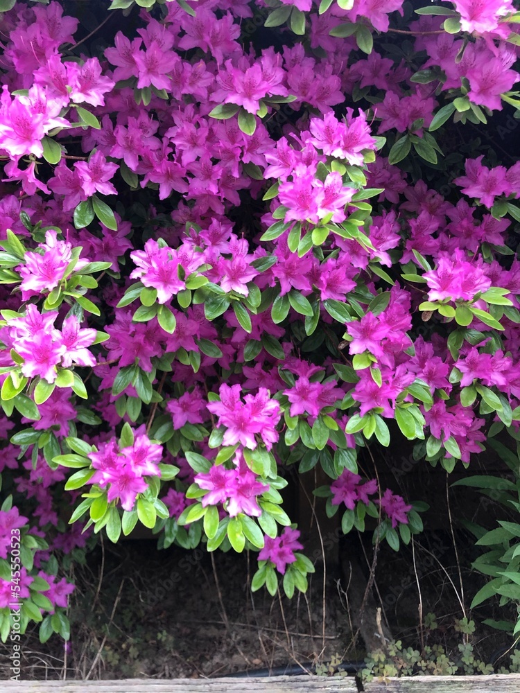 Obraz premium purple flowers
