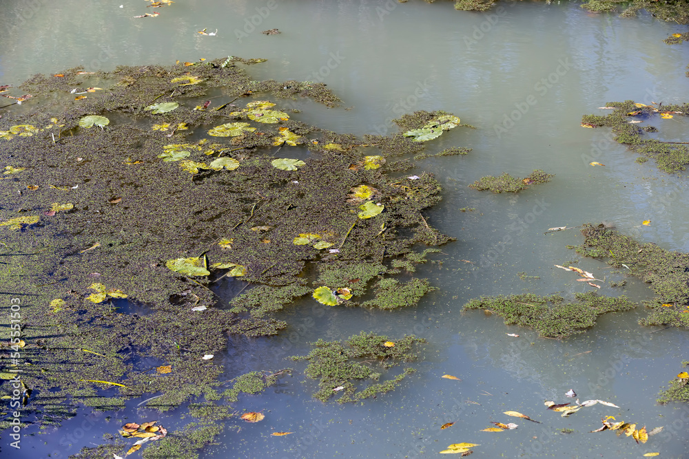 A narrow river that turns into a swampy area A narrow river that turns into a swampy area
