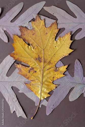large, dried autumn oak leaf isolated on a bed of dried fall leaves and paper