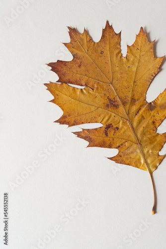 isolated oak leaf and blank space for copy