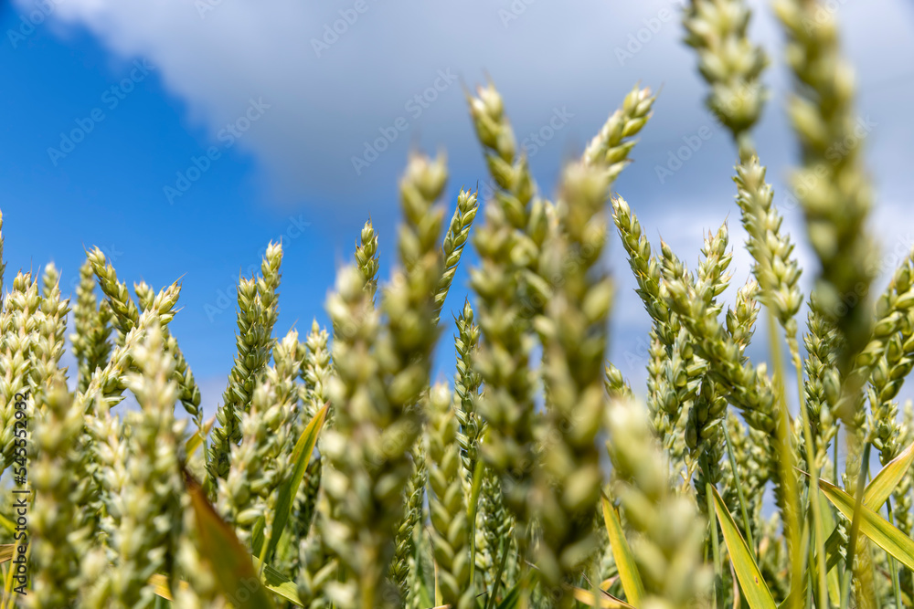 A field with green unripe cereal wheat A field with green unripe cereal wheat