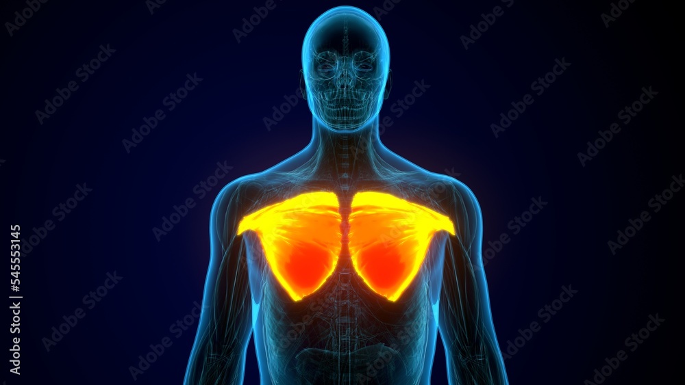 3D illustration of Pectoralis Major, Part of Muscle Anatomy.
3D illustration of Pectoralis Major, Part of Muscle Anatomy.