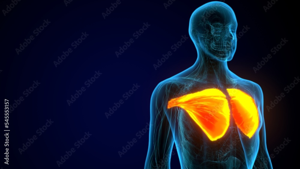 3D illustration of Pectoralis Major, Part of Muscle Anatomy.
3D illustration of Pectoralis Major, Part of Muscle Anatomy.