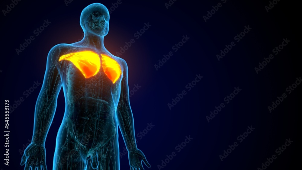 3D illustration of Pectoralis Major, Part of Muscle Anatomy.
3D illustration of Pectoralis Major, Part of Muscle Anatomy.