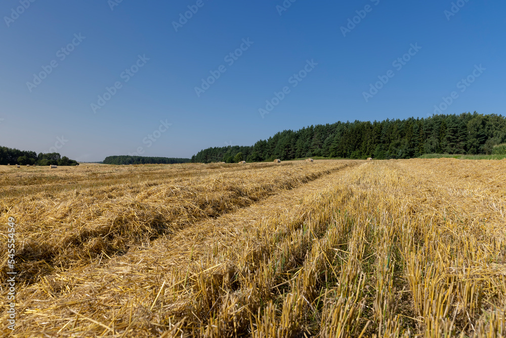 Yellow-golden straw on the field after harvesting in stacks