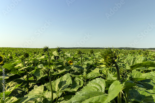 A large number of sunflowers in the agricultural field © rsooll
