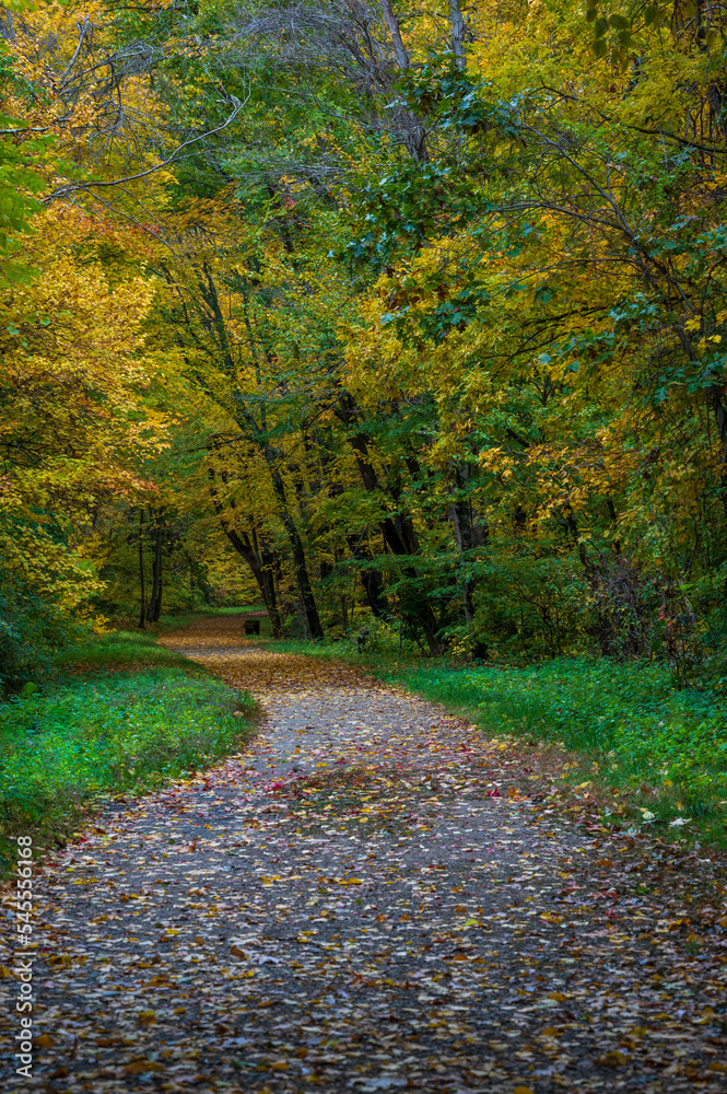 path in autumn forest