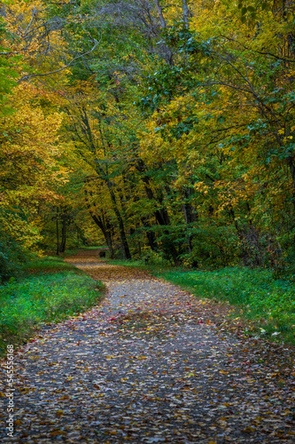 path in autumn forest