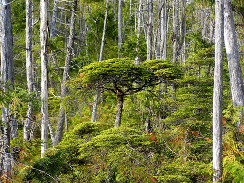 Fototapeta Naklejka Na Ścianę i Meble -  Natural Bonsai Tree, West Coast Trail