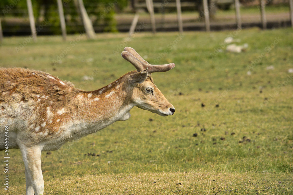 Spotted deer wild animal in national park Spotted deer wild animal in national park