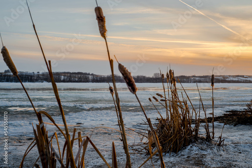 cattails on sunset slough, Saskatchewan 