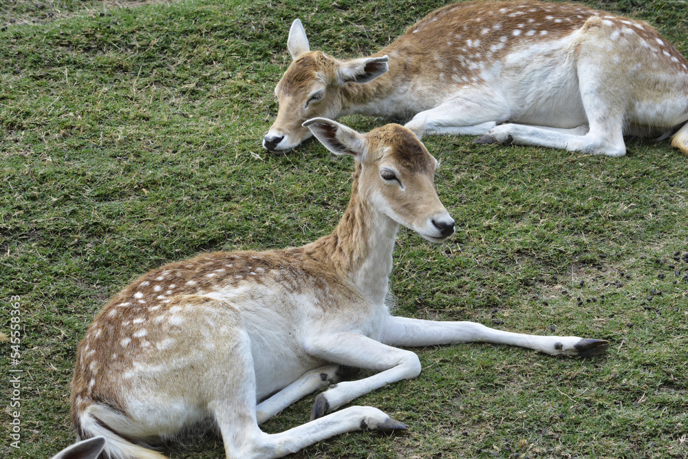 Spotted deer wild animal in national park Spotted deer wild animal in national park