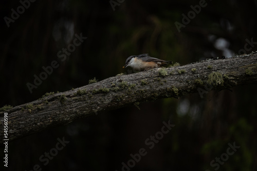 Eurasian nuthatch in a Swedish forest