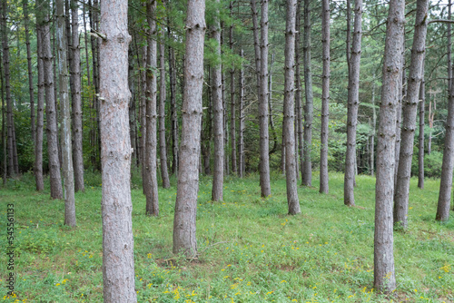 Fototapeta Naklejka Na Ścianę i Meble -  Confier forest in the rural northeastern United States. The tranquil setting evokes a sense of peace and natural beauty, ideal for themes of nature, wilderness, or environmental conservation.