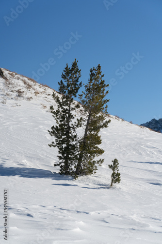 Isolated trees in snow covered mountain landscape © DNB STOCK