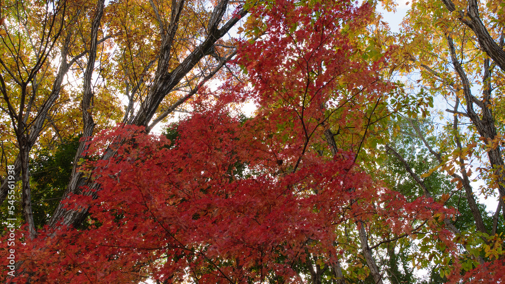Autumn leaves in full bloom, beautiful gradation of maple, landscape background of autumn leaves hunting, autumn-winter image