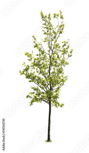 tree isolated on white background. single tree isolated on white background.