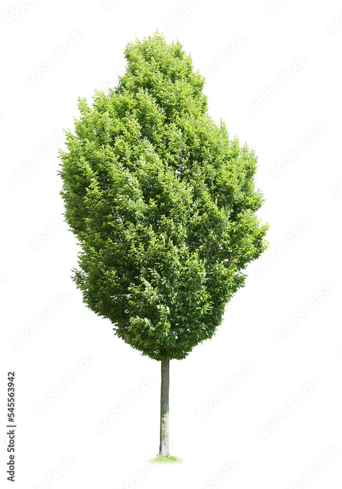 tree isolated on white background. single tree isolated on white background. tree isolated on white background. single tree isolated on white background.