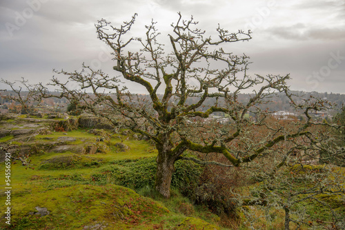 landscape of Christmas Hill, Vancouver Island