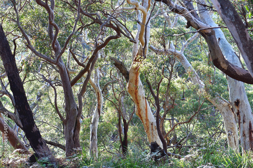 Canvas Print Sandstone gully sclerophyll forest of Scribbly Gum, Eucalyptus haemastoma, and S
