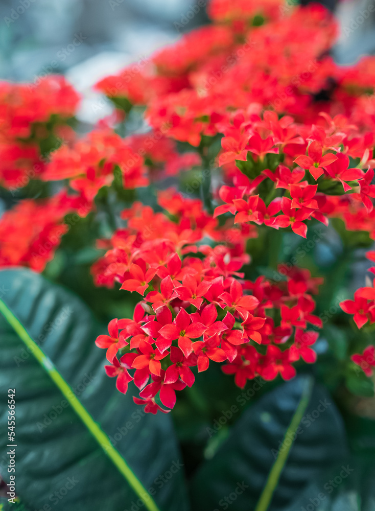 Kalanchoe blossfeldiana Flaming Katy plant, Florist Kalanchoe herb red